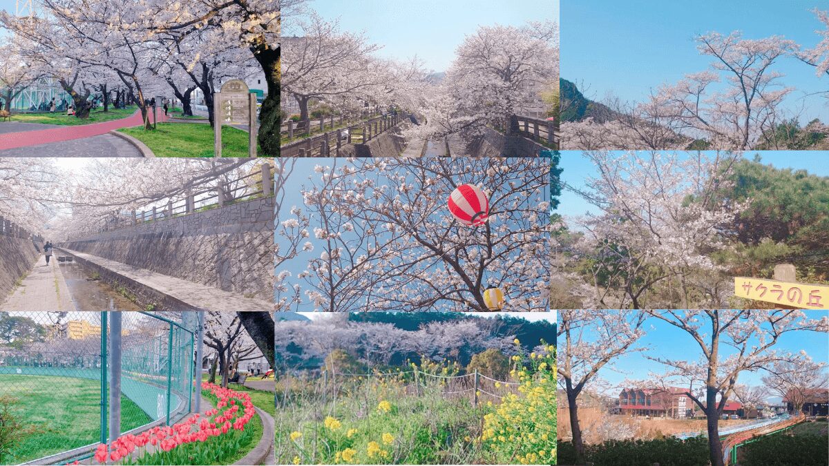 福岡市の桜情報 舞鶴公園・西公園・一本松川緑道など6選